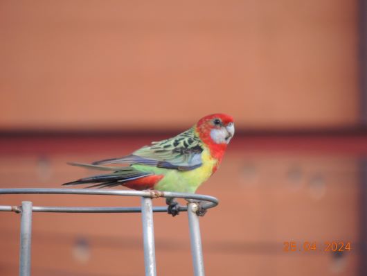 Parrot Adelaide